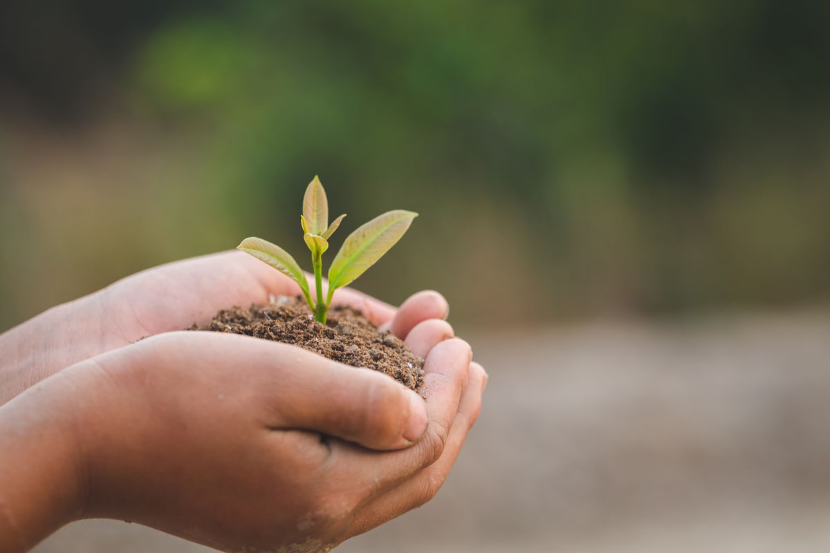 Hands holding a seedling - growth and sustainability