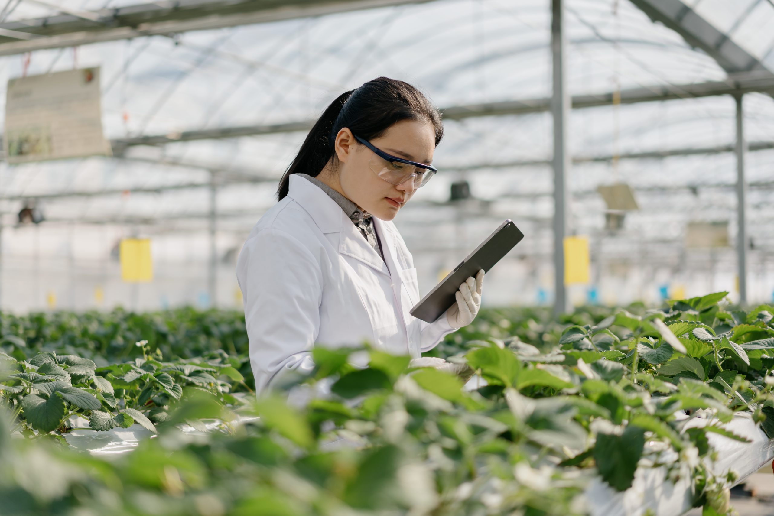 Scientist with a tablet in a greenhouse