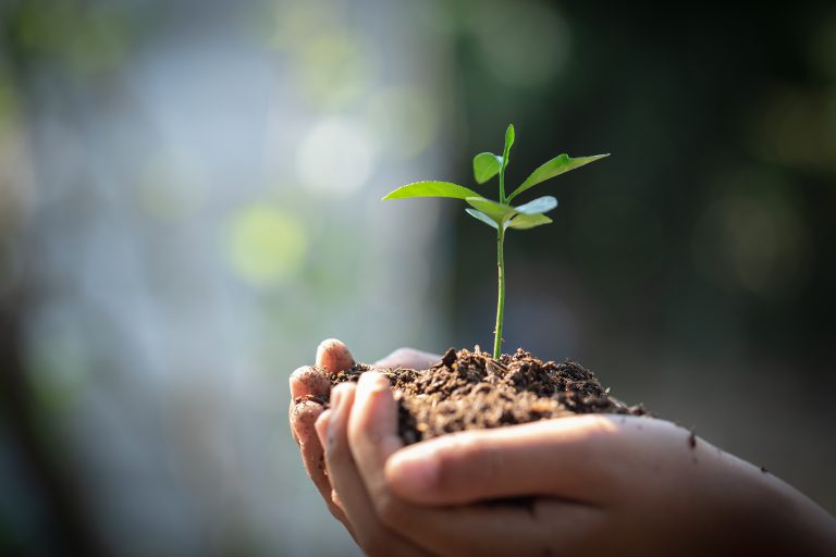 Hands holding a seedling in soil