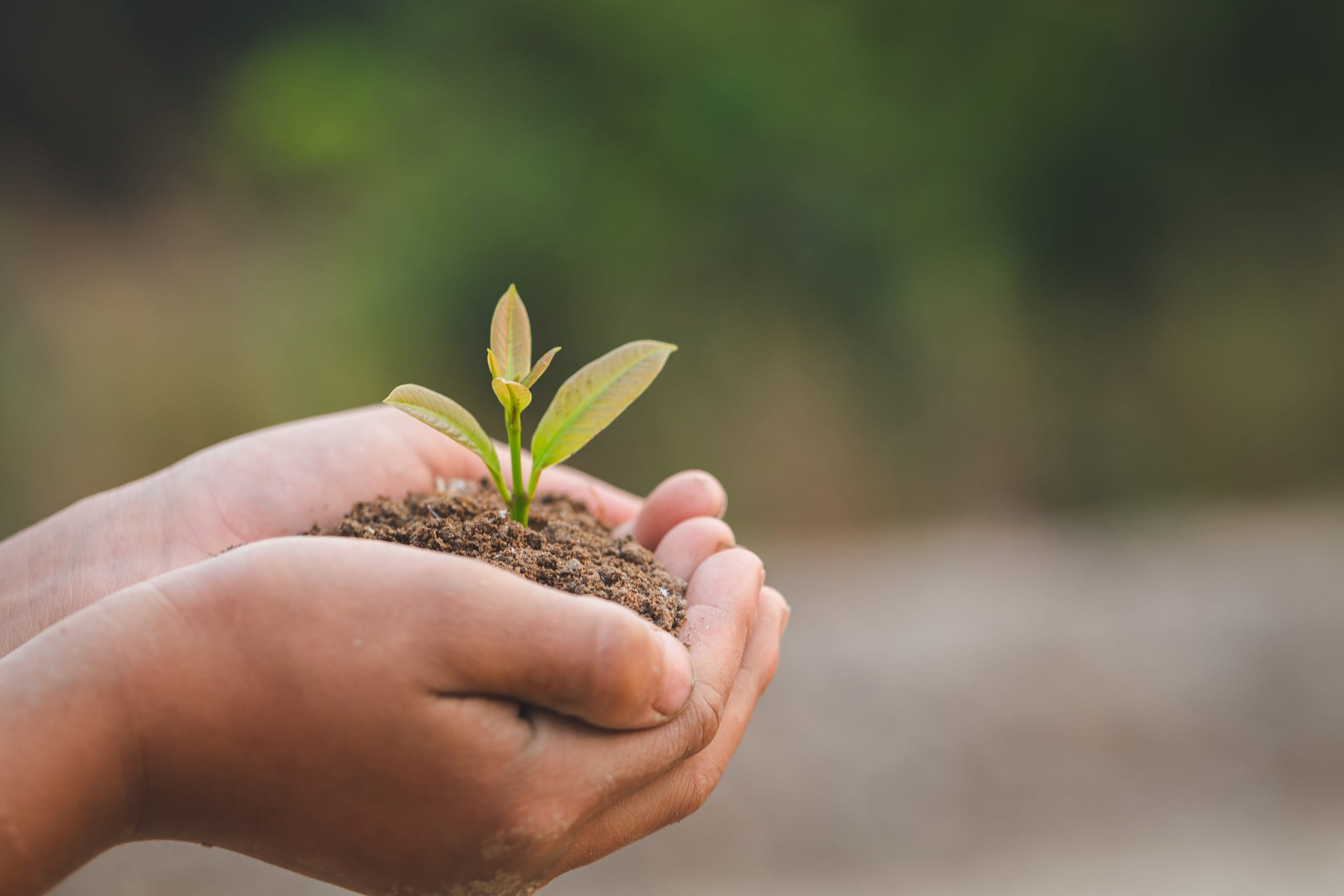 Hands holding a young seedling in soil
