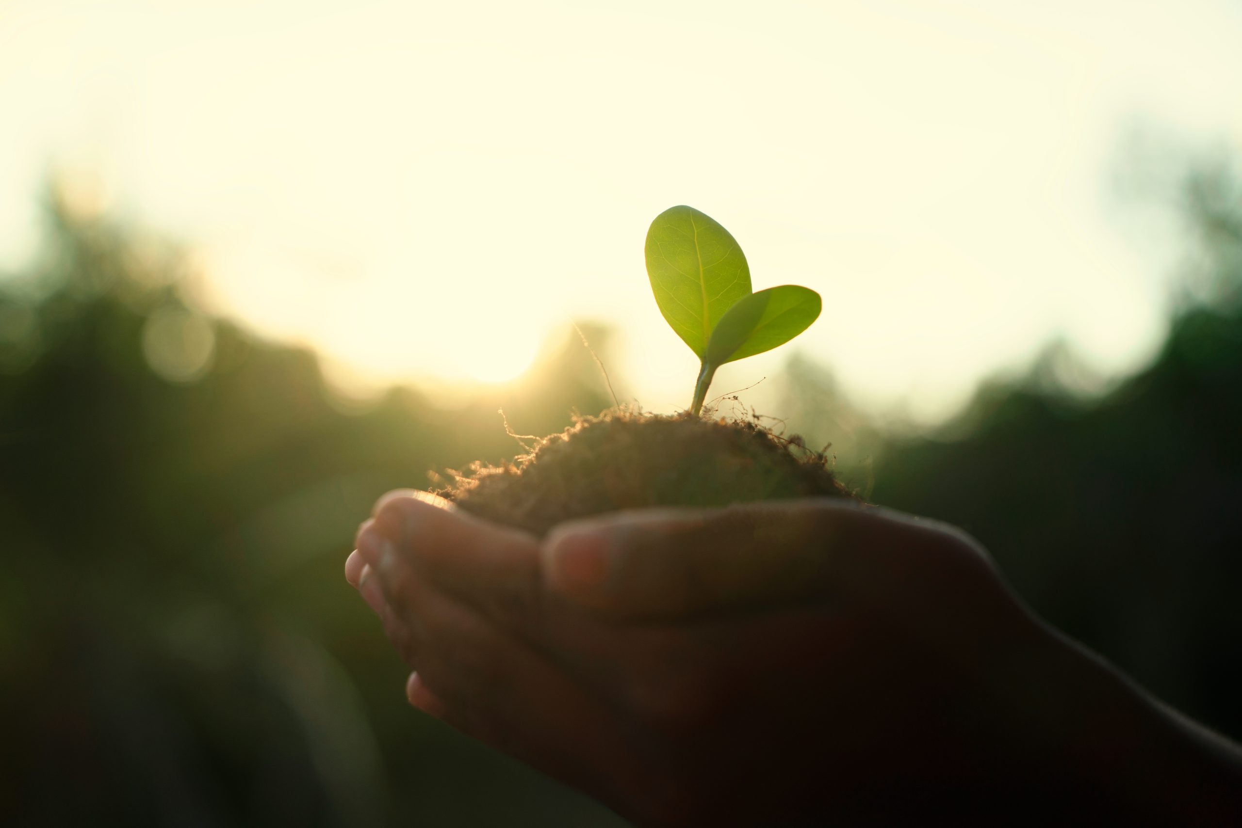 Hands holding a seedling at sunrise